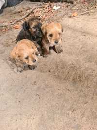 Cachorros para companhia