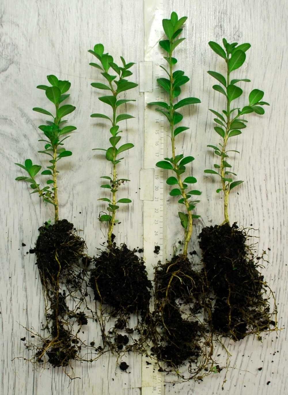 Bukszpan sinica 'Wintergreen' Buxus sinica 042