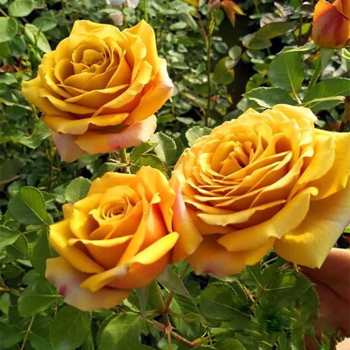 Розы японской селекции, более 20 сортов