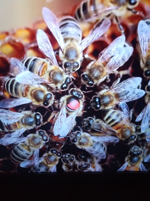 Retiro enxames de abelhas