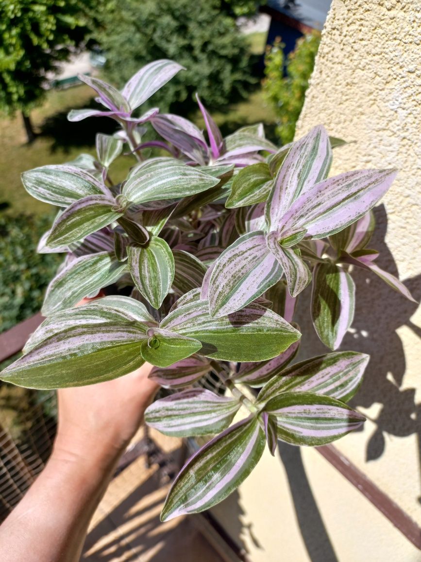 Trzykrotka różowa* tradescantia* nanouk