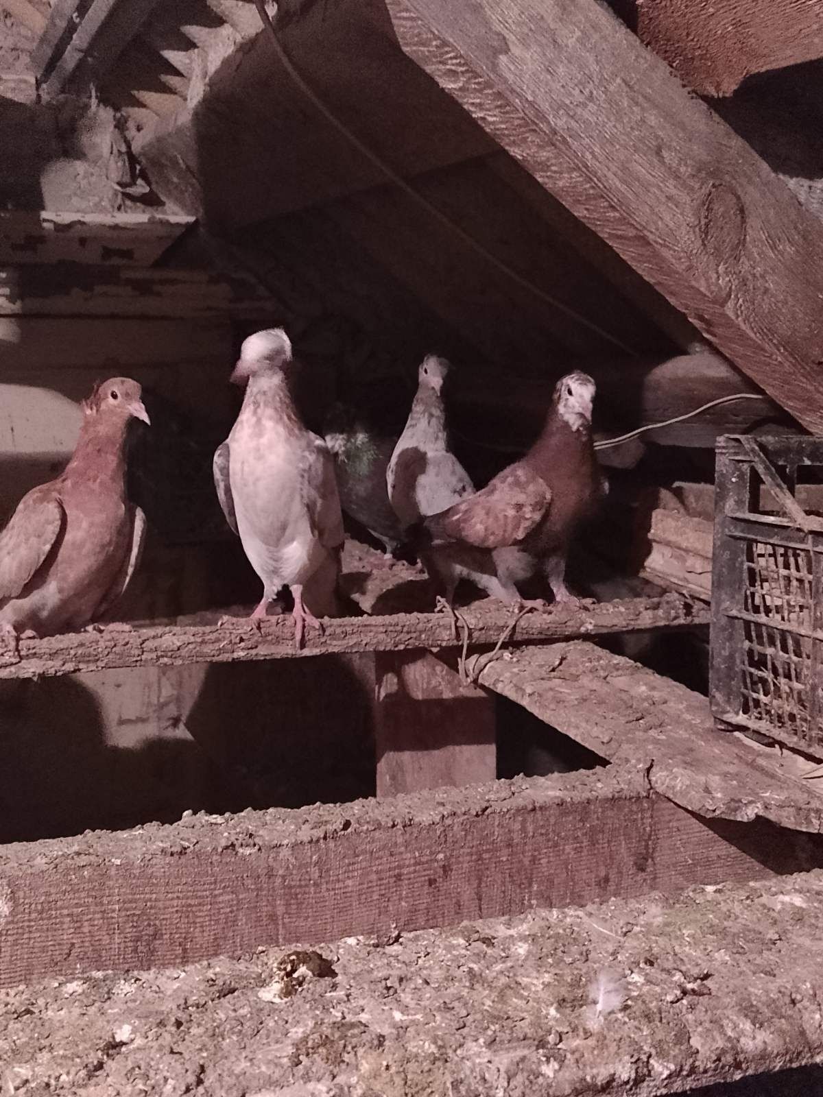 Продам голубів різних порід.