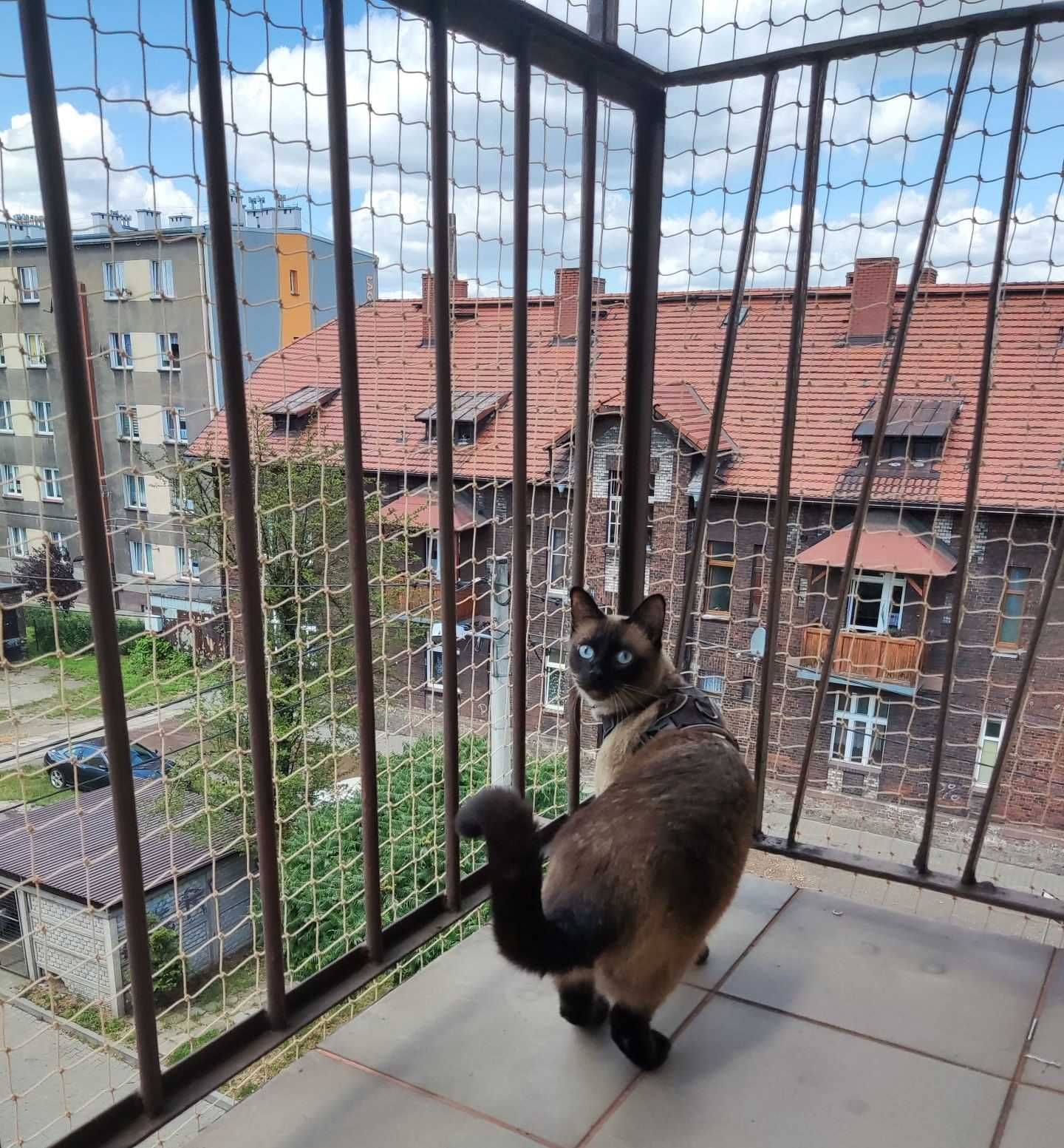 Siatka na balkon, okno dla kota/na ptaki 3mx4m beżowa