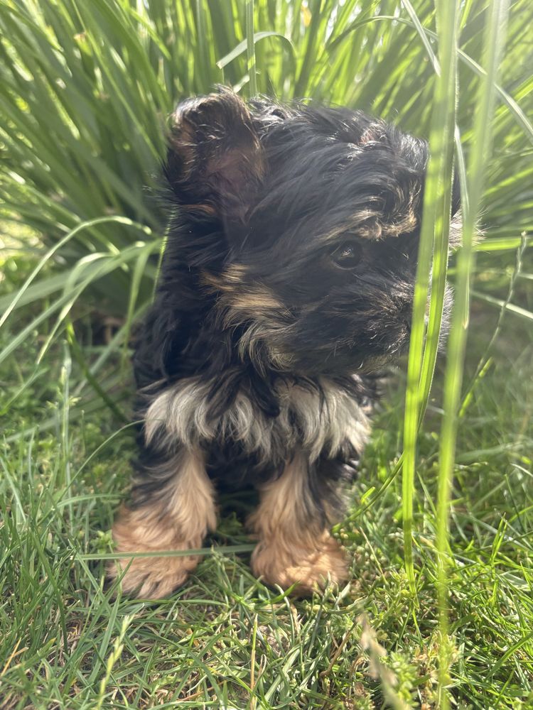 Gotowy do odbioru Yorkshire terrier Black and Tan Nie wybarwi sie!!!