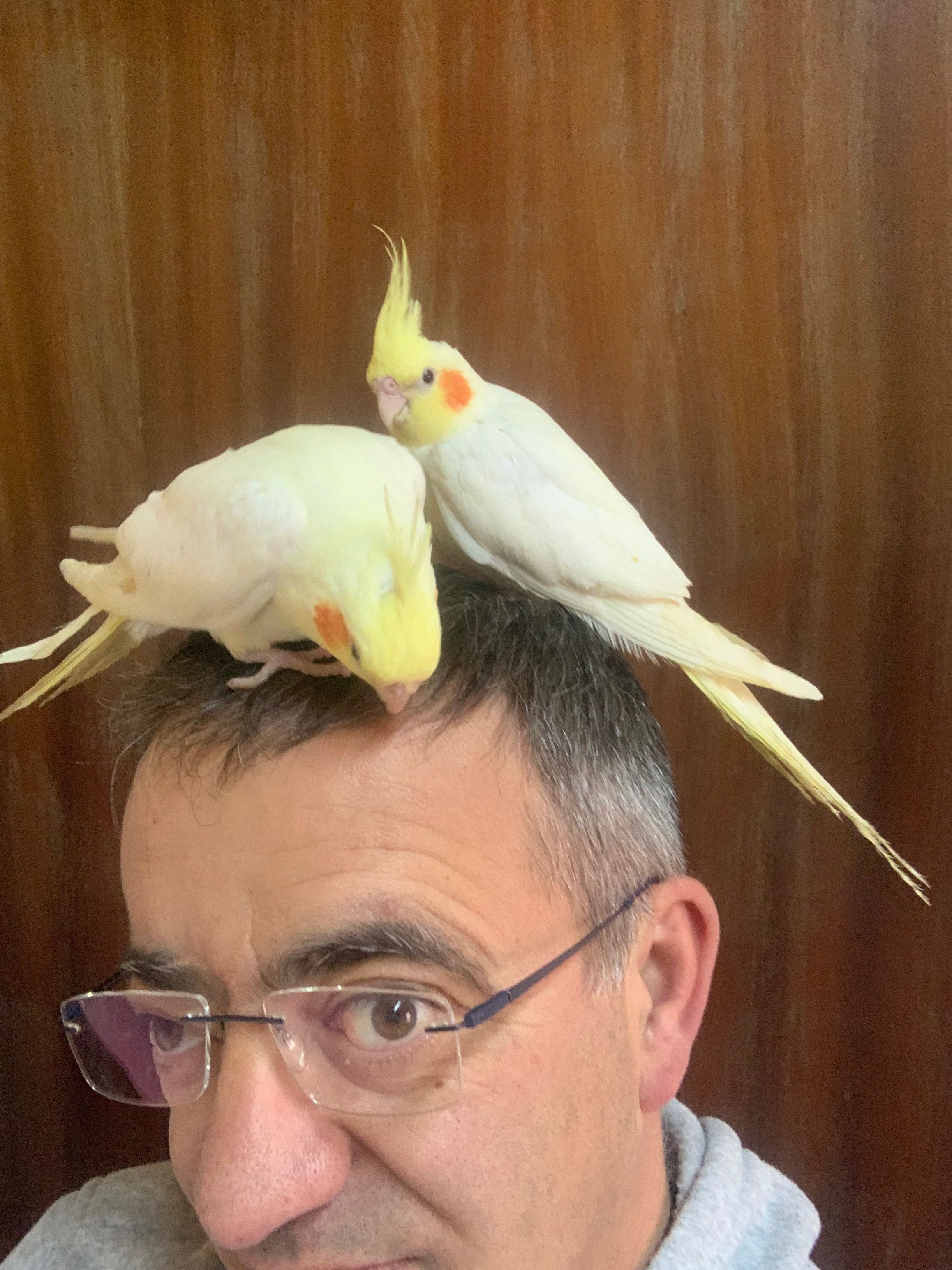 caturras criadas à mão