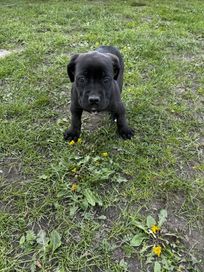 Cane corso italiano