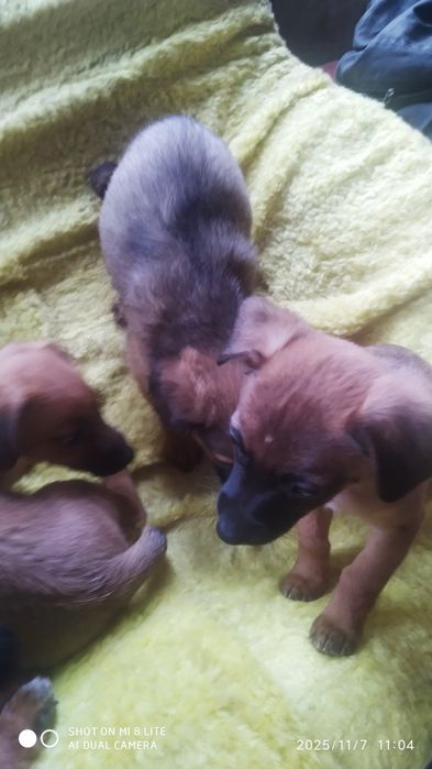 Цуценята шукають родину