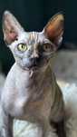Kotka Sfinks Kanadyjski Sphynx do odbioru