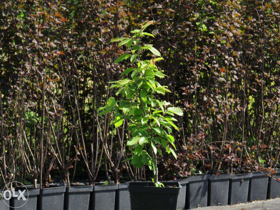 Grab na żywopłot. Sadzonki grabu, żywopłotowe graby. Carpinus betulus.