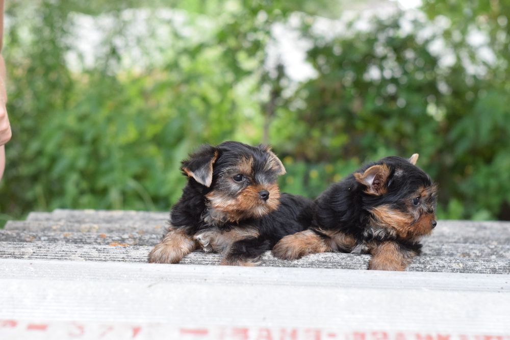 Йорк цуценята. Є хлопчики. Чарівні малючки