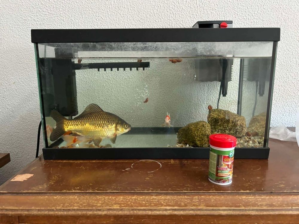 Aquario 60 litros