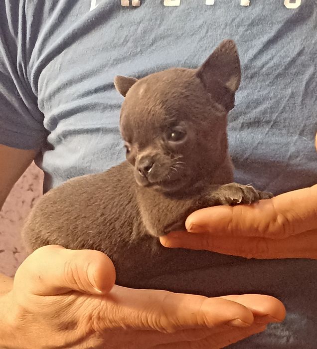 Чихуахуа чарівні цуценята