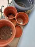 vasos de plantas, plástico, (8 disponíveis) Diâmetro cm: 40, 33, 24 ..