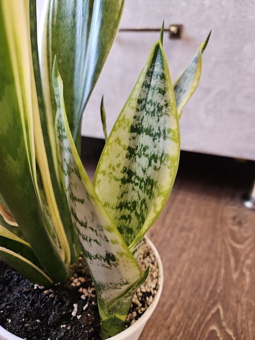 Сансевиерия футура суперба (симплекс), лауренти.