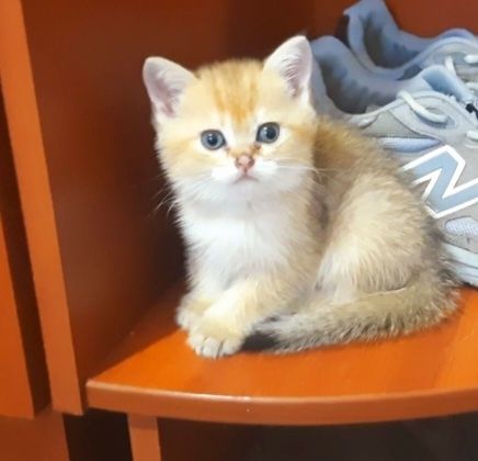 Кошенята золота шиншила