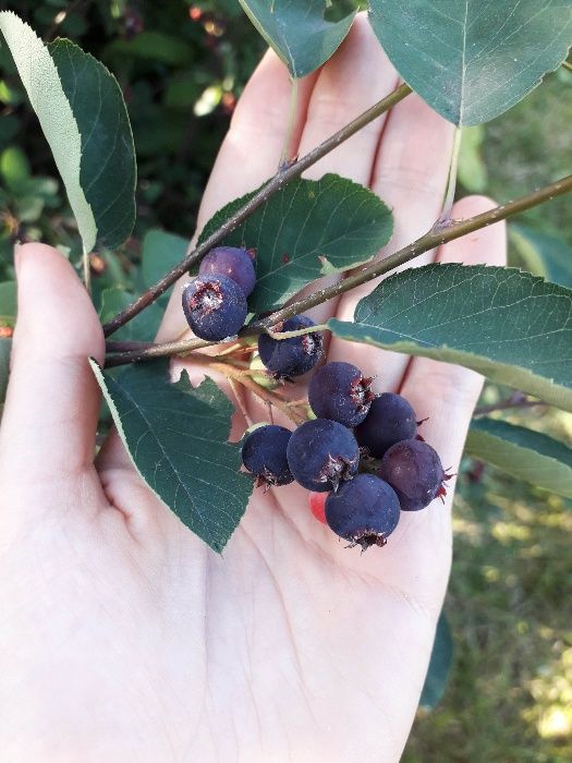 Ірга саджанці (копані) Ирга