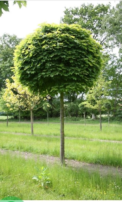 Продам червонолистий клен та зелений Globozum