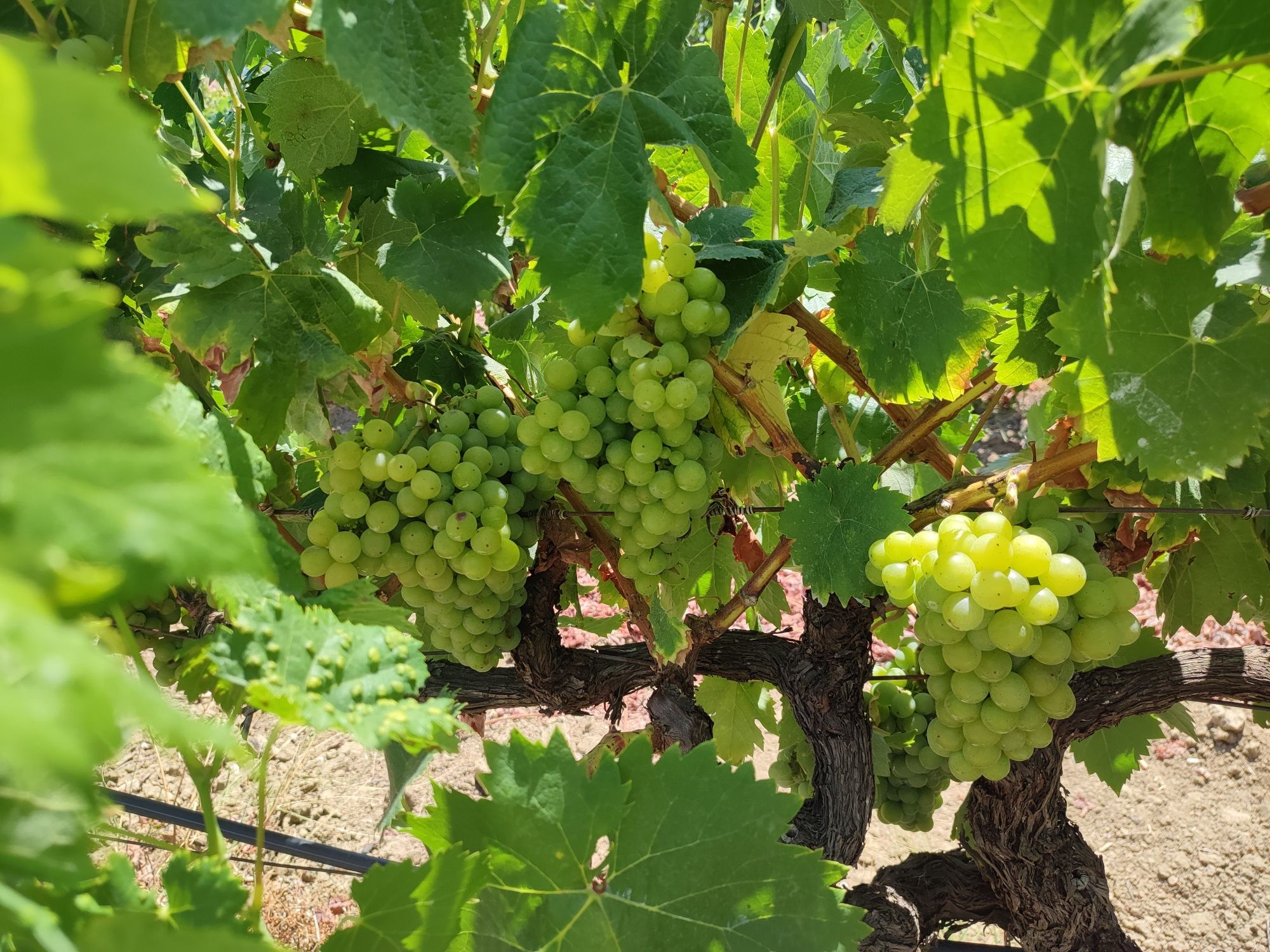 Vendo uvas brancas e tintas para vinho