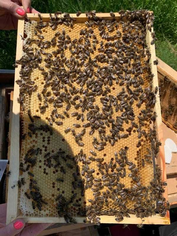 Продаємо бджолопакети, пчелопакеты