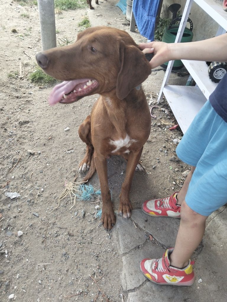Dou cão arraçado de Dobermann com leão da Rodésia