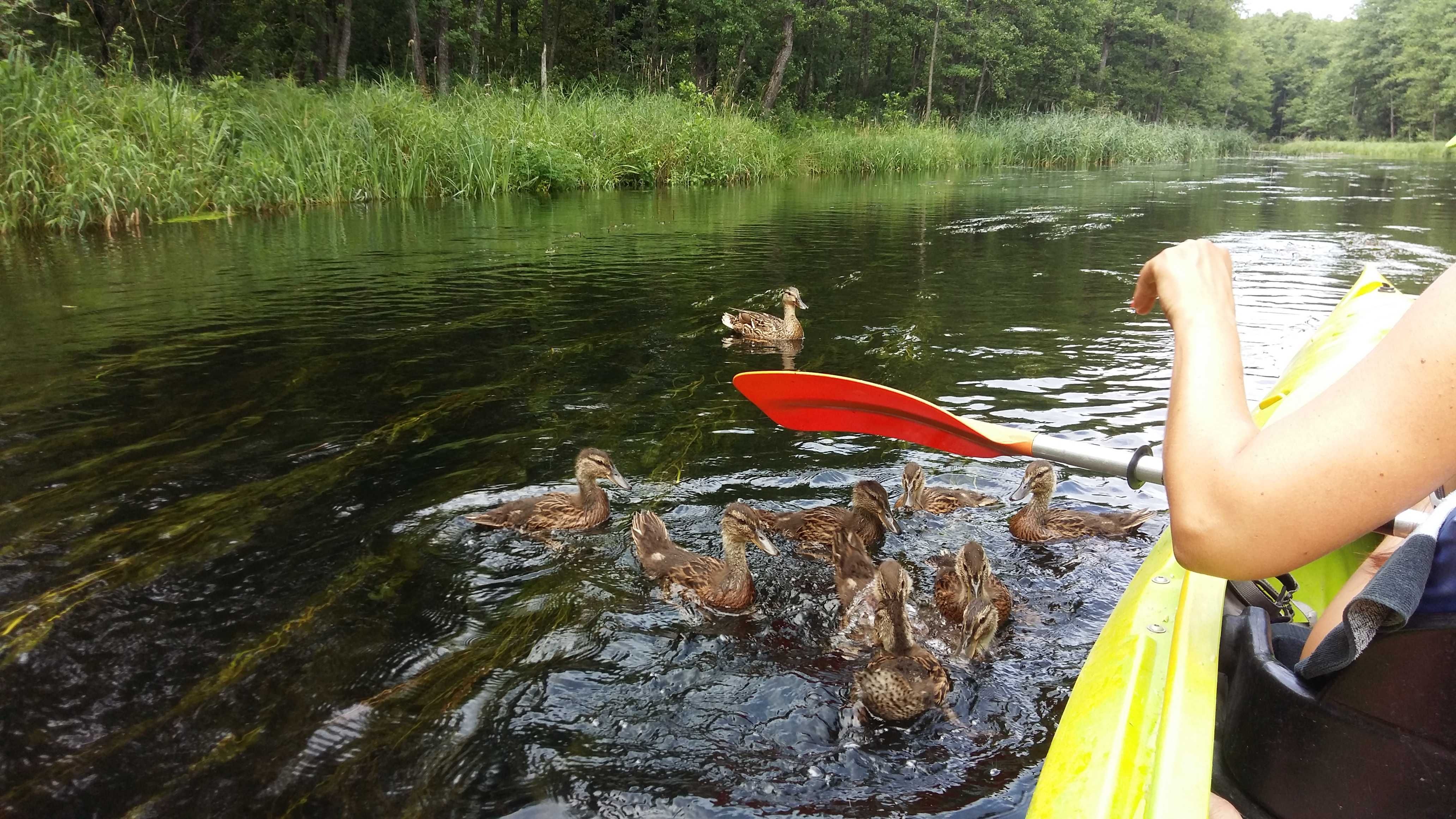 Dom w Puszczy Augustowskiej - Balia , Sauna - zapraszamy na Wakacje !