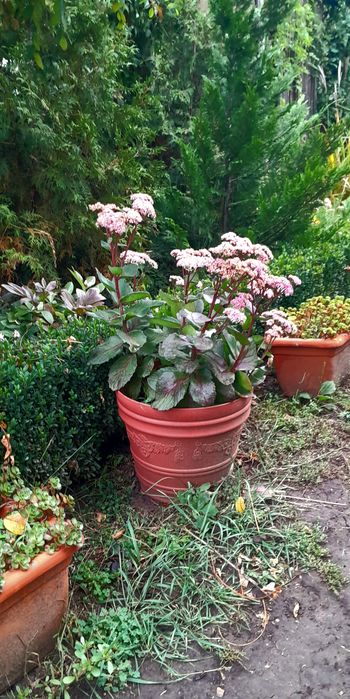 Очиток(седум) Матрона