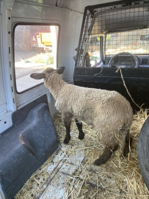 Borrego Suffolk 3 meses