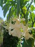 Brugmansja Datura Angeles sunbeam