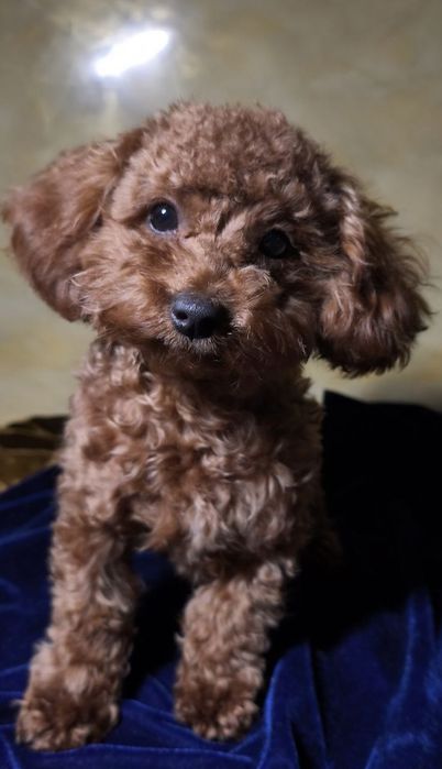 Пудель, Тойпудель