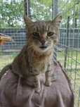 Kot Sid do adopcji. Oddam kota