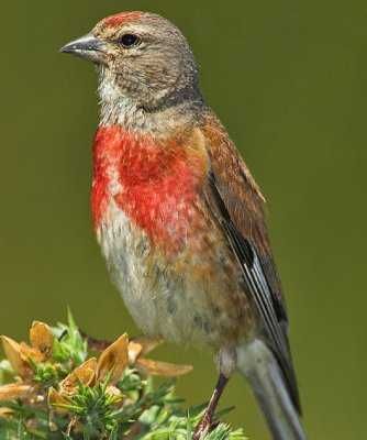Várias Aves de Fauna  2024/2025