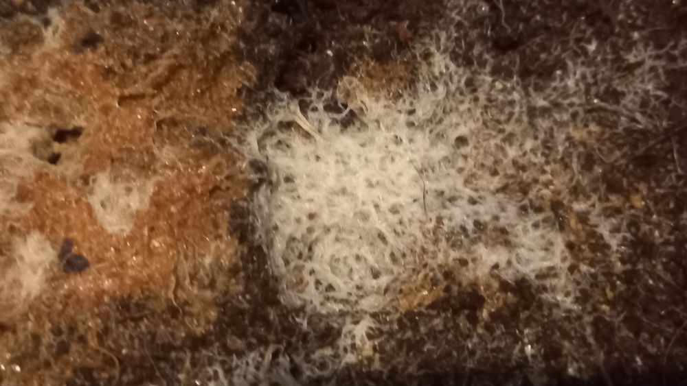 Живий та заморожений корм для акваріумних мешканців