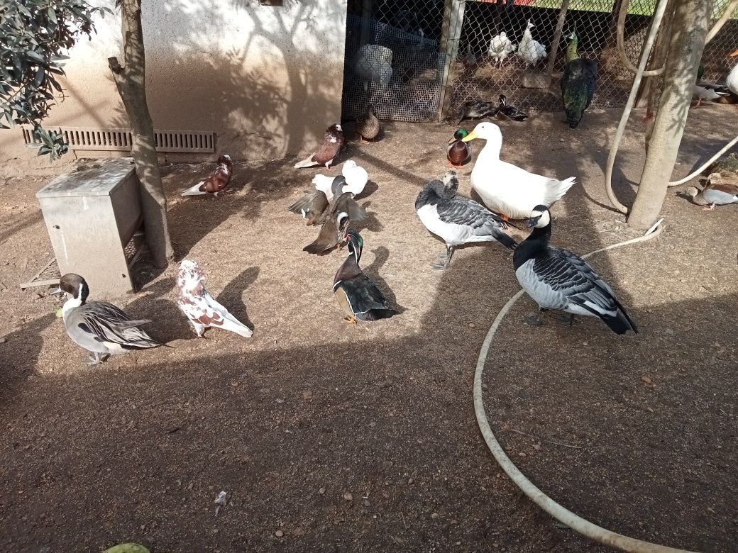Várias raças de patos