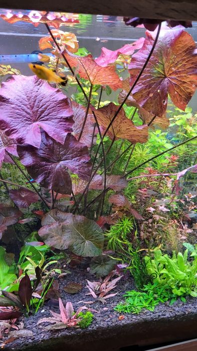 Witam sprzedam lotosy