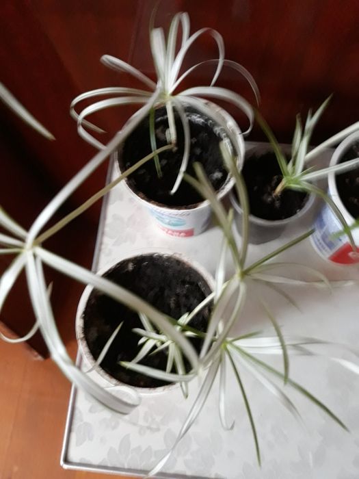 Циперус вариегатный