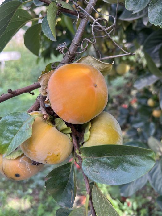 Diospiros maça caseiros