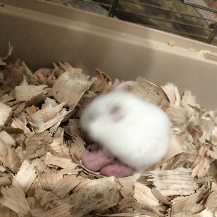 Klatka duża dla chomika szczura duża