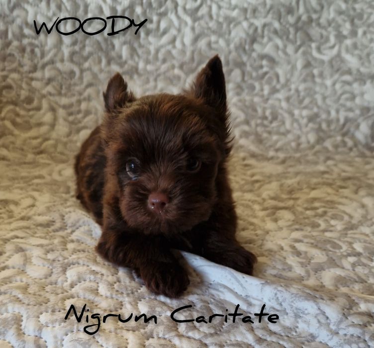 York dark choco boy czekoladowy chłopiec