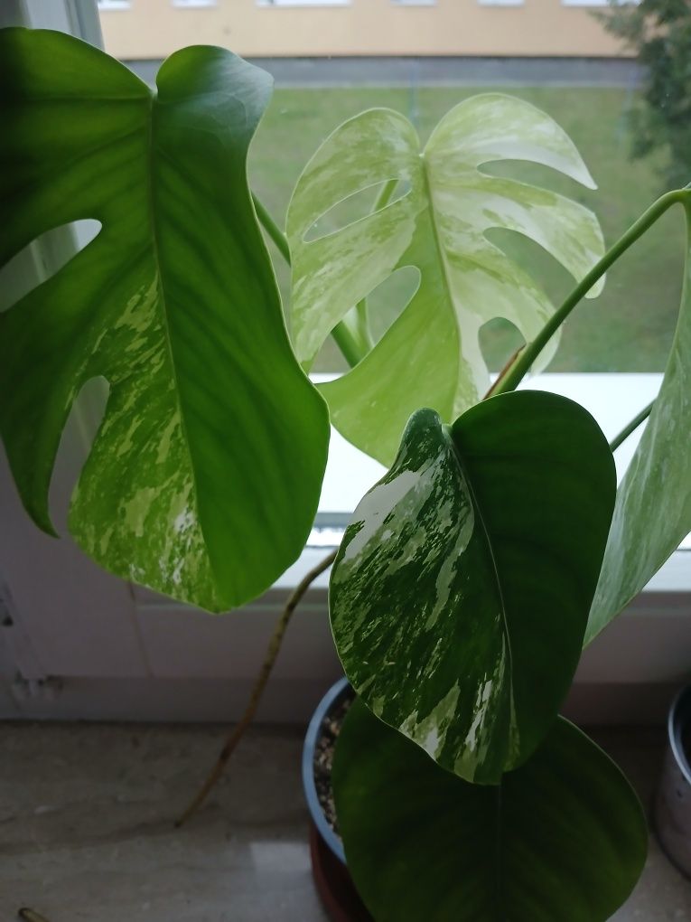 Monstera dziurawa variegata kolekcjonerska