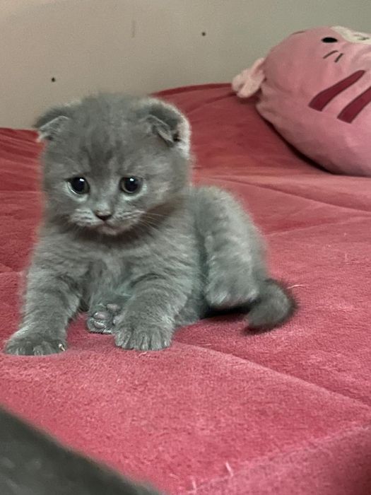 Scottish fold criados em ambiente  familiar