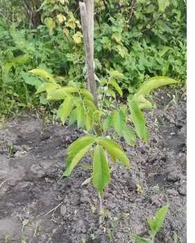 Продам дворічні та трьохрічні саджанці горіха грецького.