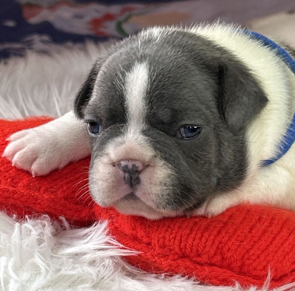 Buldog francuski piesek