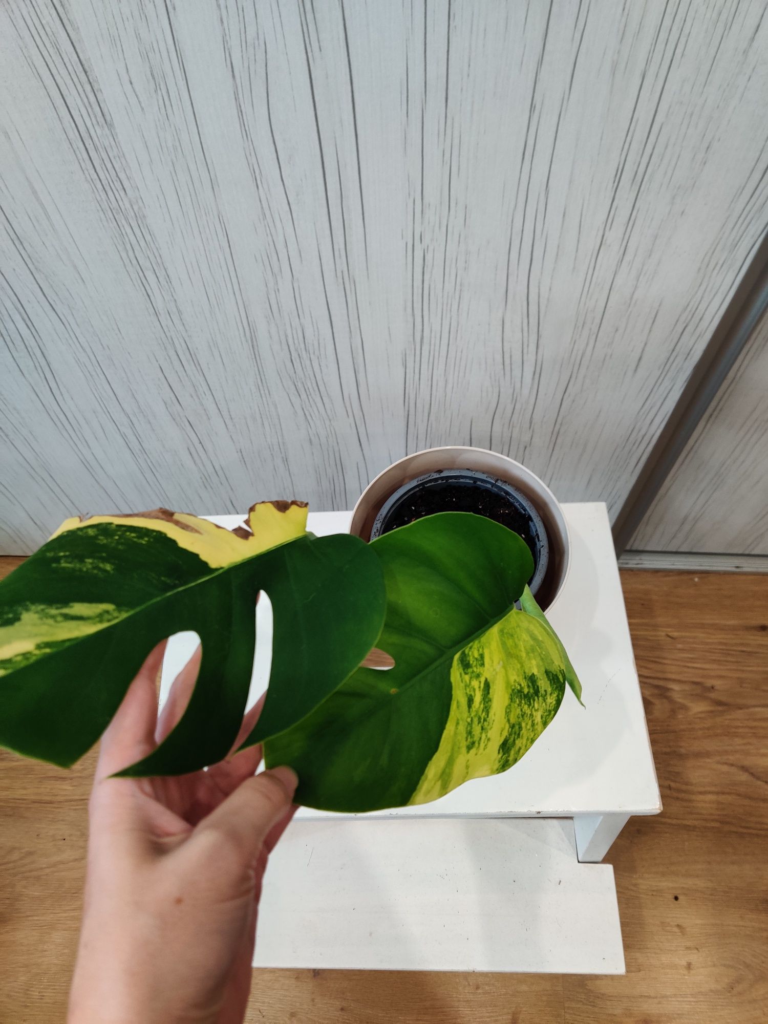 Monstera aurea 3 folhas