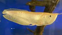 TABU Arowana albino 20cm W-wa