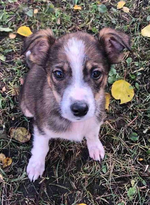 щеня шукає дім та добрі руки