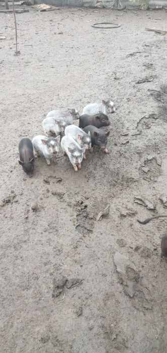 продам ветнамских поросят