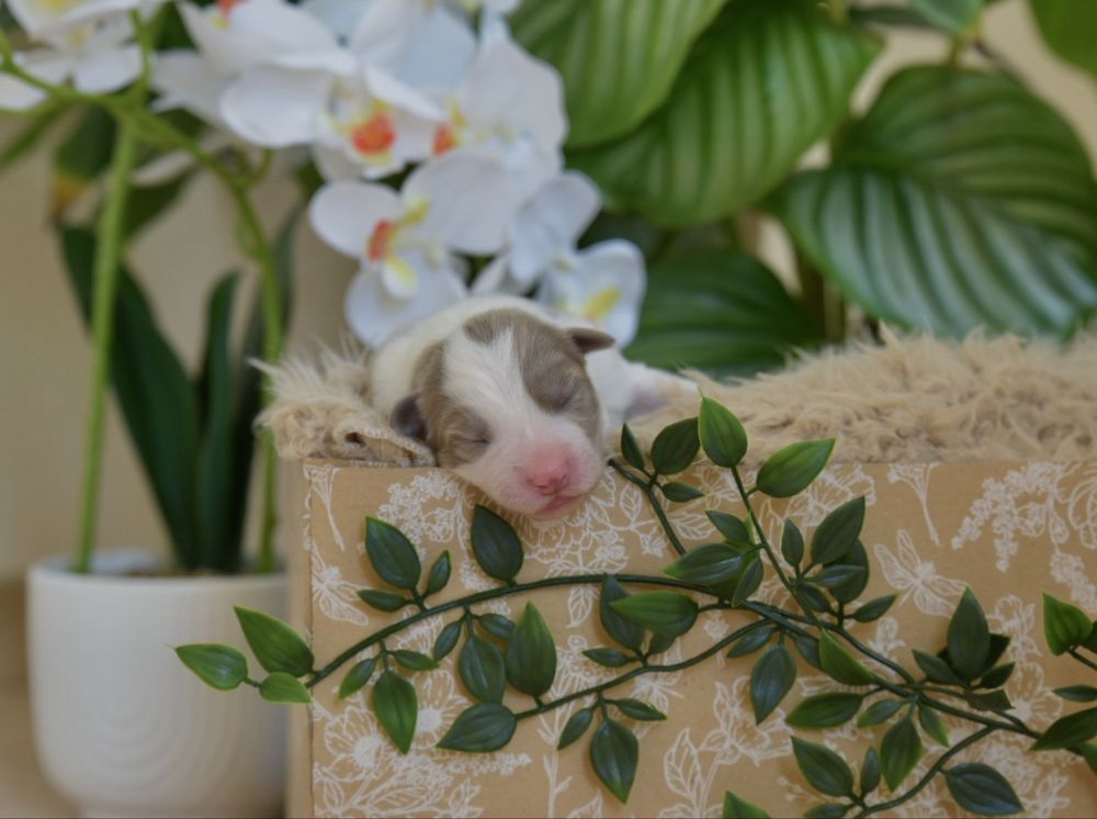 Border collie lilac