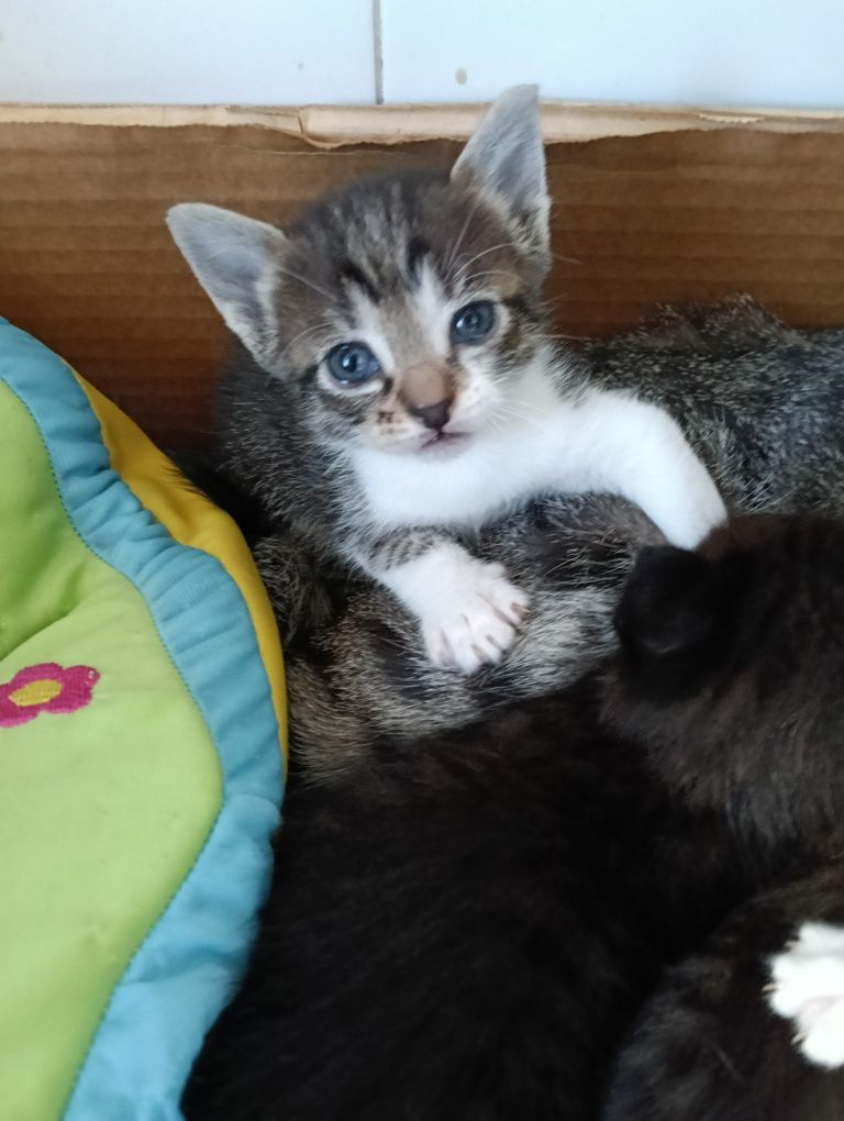 Gatos bebés para dar