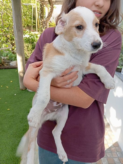 Cãozinho RAFEIRO para adoção responsável - Charlie Brown