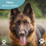 Hera w typie Owczarka Niemieckiego szuka domu